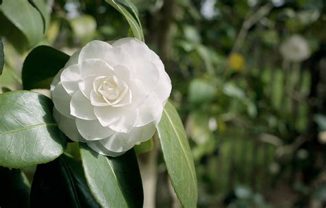 camelia blanca chanel.